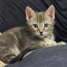 A baby small-sized male Gray / Blue / Silver Domestic Short Hair cat named Bain for adoption in West Palm Beach, FL