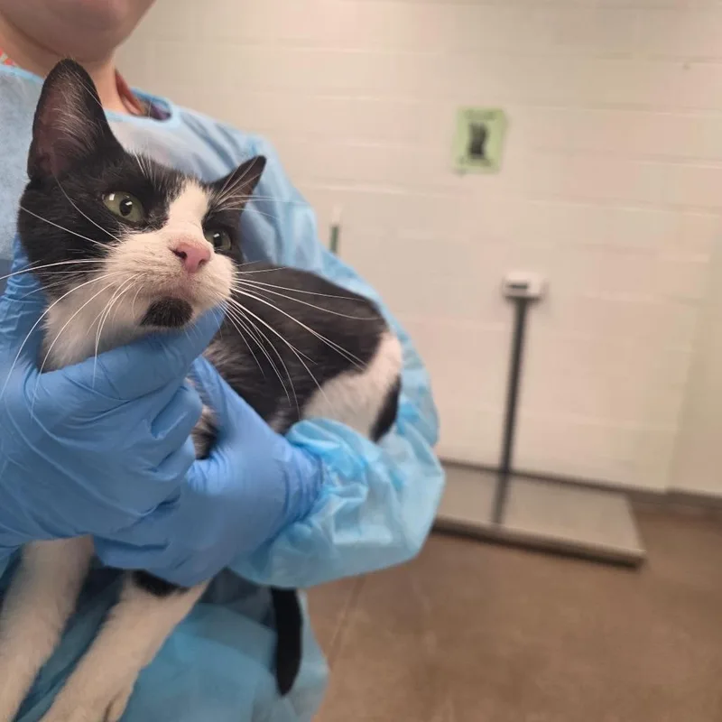 An adult medium-sized female Black Domestic Short Hair cat named Mama Mittens for adoption in Chattanooga, TN
