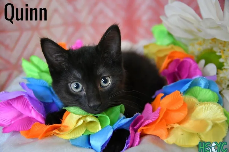 A baby medium-sized male Domestic Short Hair cat named Quinn for adoption in Fort Mill, SC