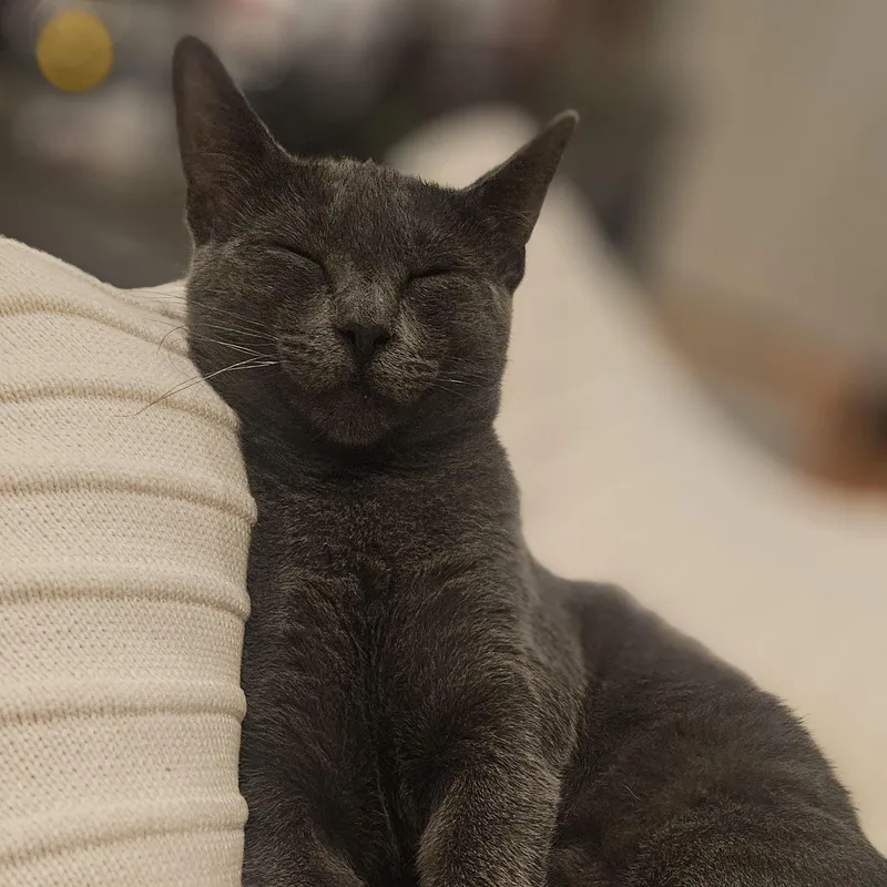 Leia