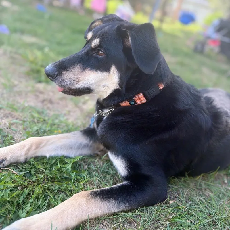 A young small-sized female Black Mixed Breed dog named Joplin for adoption in Bismarck, ND