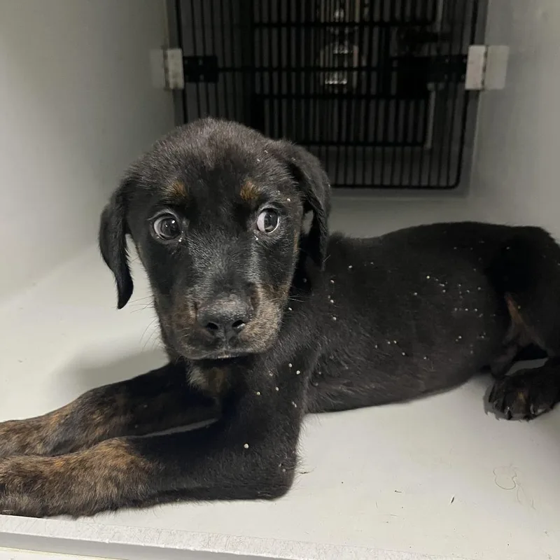 A baby small-sized male Black Rottweiler dog named Grackle for adoption in Austin, TX