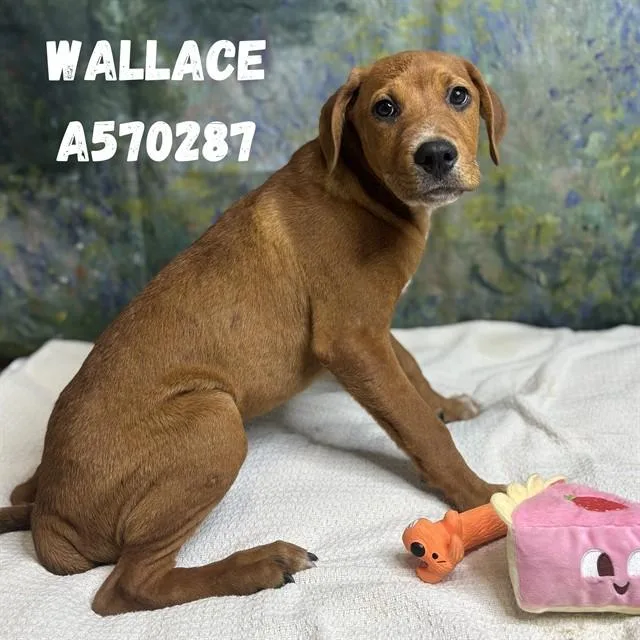 A baby medium-sized male Doberman Pinscher dog named Wallace for adoption in Huntsville, AL