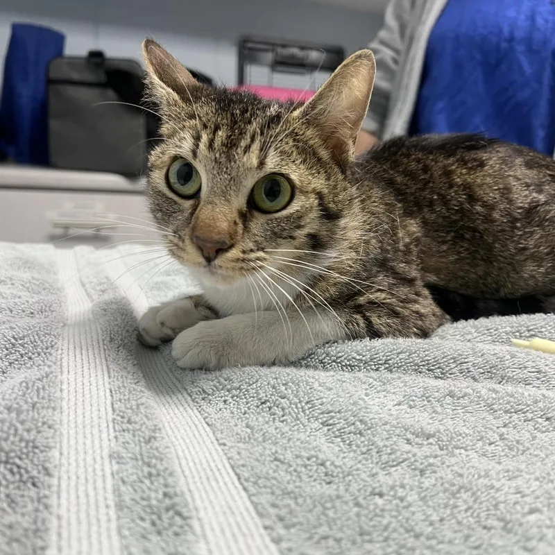 An adult medium-sized female Brown / Chocolate Domestic Short Hair cat named Baby for adoption in Riverside, CA