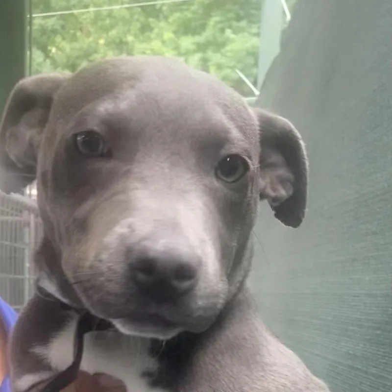 A young medium-sized female Gray / Blue / Silver Mixed Breed dog named Zsa Zsa for adoption in Auburn, NH