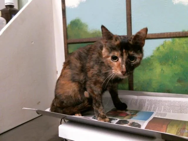 A young medium-sized female Domestic Short Hair cat named Shellie for adoption in Houston, TX