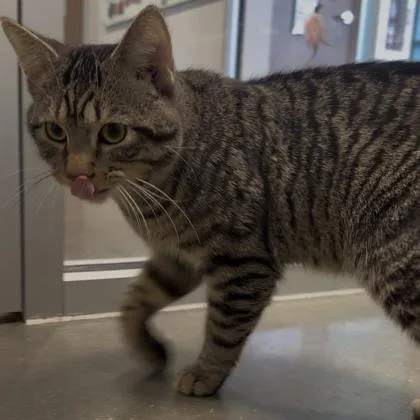 Big Foot thumbnail 2