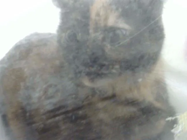 A young medium-sized female Domestic Short Hair cat named Lil Baby for adoption in Dallas, TX