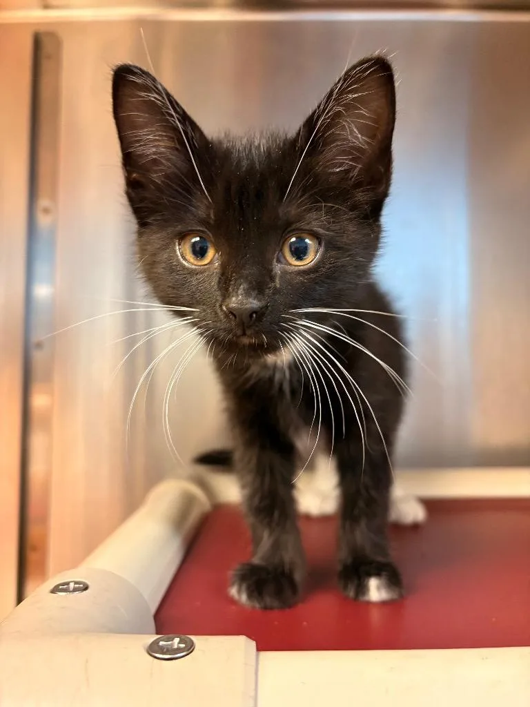 A baby large-sized female Domestic Short Hair cat named Chantilly Lace for adoption in Detroit, MI