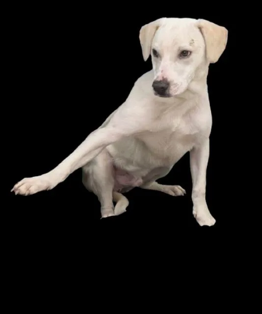 A baby large-sized male Labrador Retriever dog named Waffles for adoption in Little Rock, AR