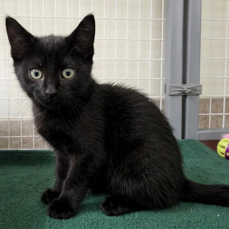A baby small-sized female Black Domestic Short Hair cat named Vanessa for adoption in Oshkosh, WI