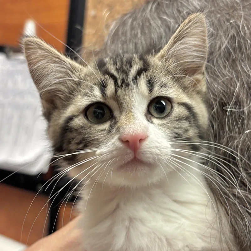 A baby medium-sized female Domestic Medium Hair cat named Nadia for adoption in Sonora, CA