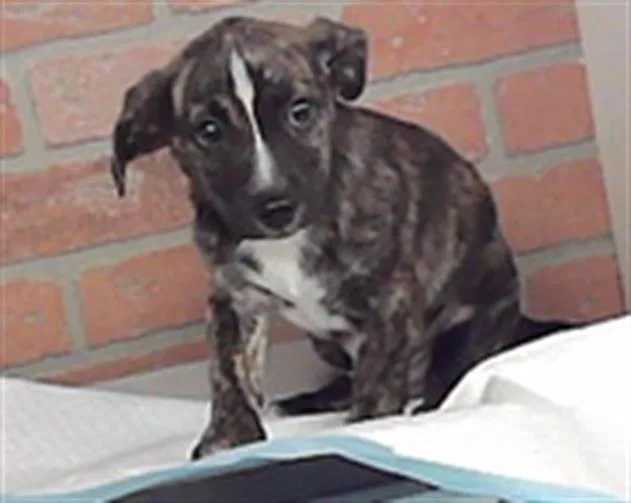 A baby small-sized male Australian Shepherd dog named Scotch for adoption in Houston, TX