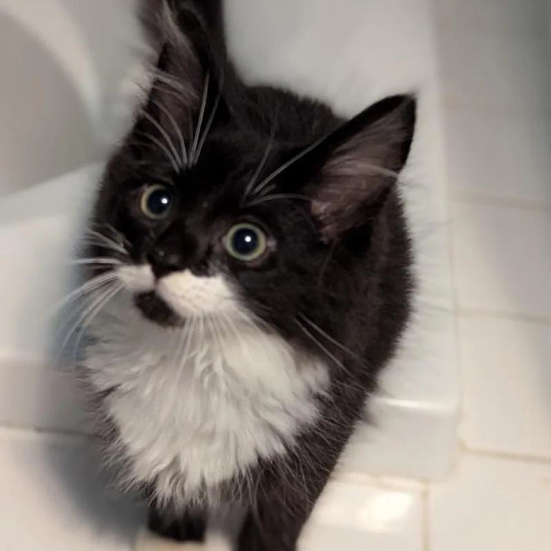 A baby small-sized male Black Domestic Medium Hair cat named Fred for adoption in Granville, OH