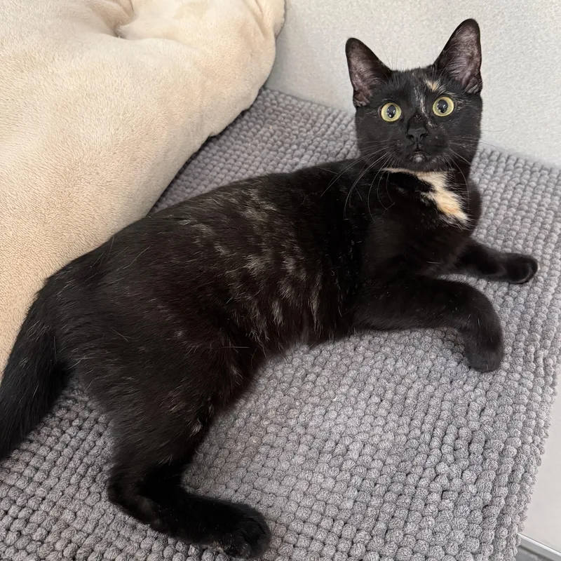 A baby medium-sized female Domestic Short Hair cat named Lillian for adoption in West Milford, NJ