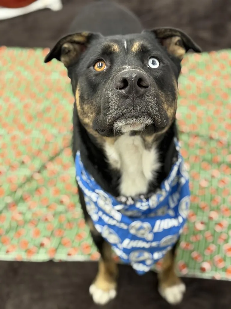 A young large-sized male Shepherd dog named Loki for adoption in Detroit, MI
