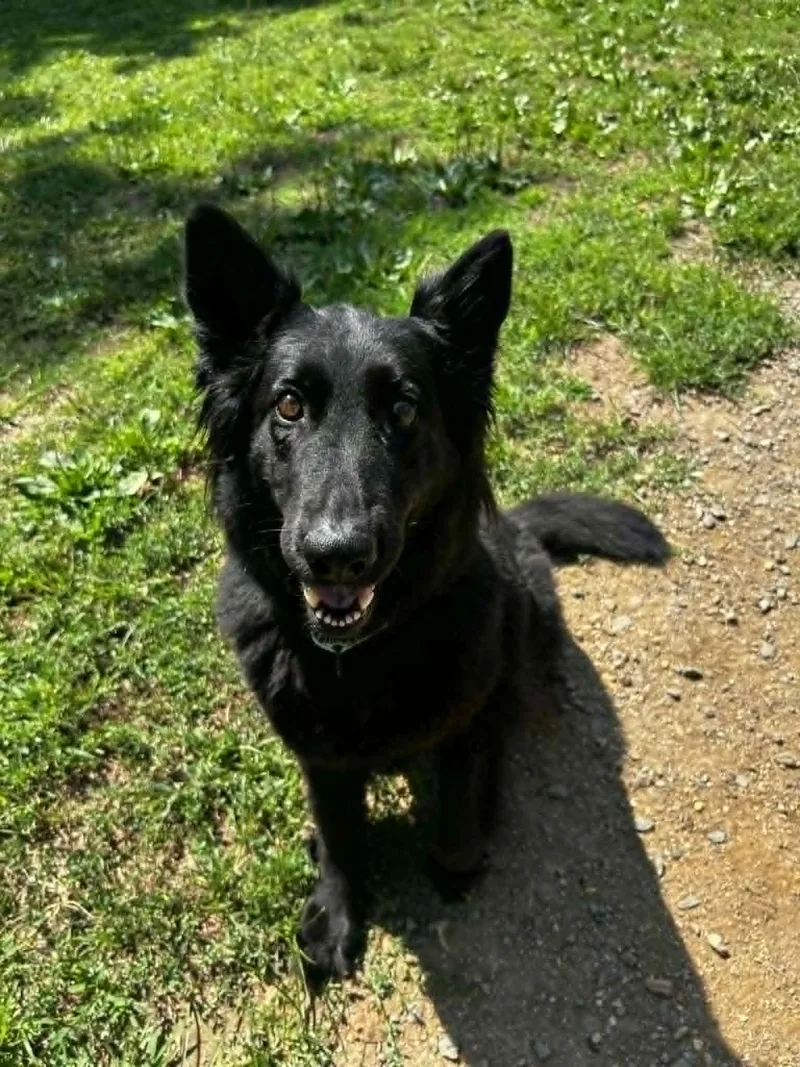 An adult large-sized female Black Shepherd dog named Selene for adoption in Orange, VA