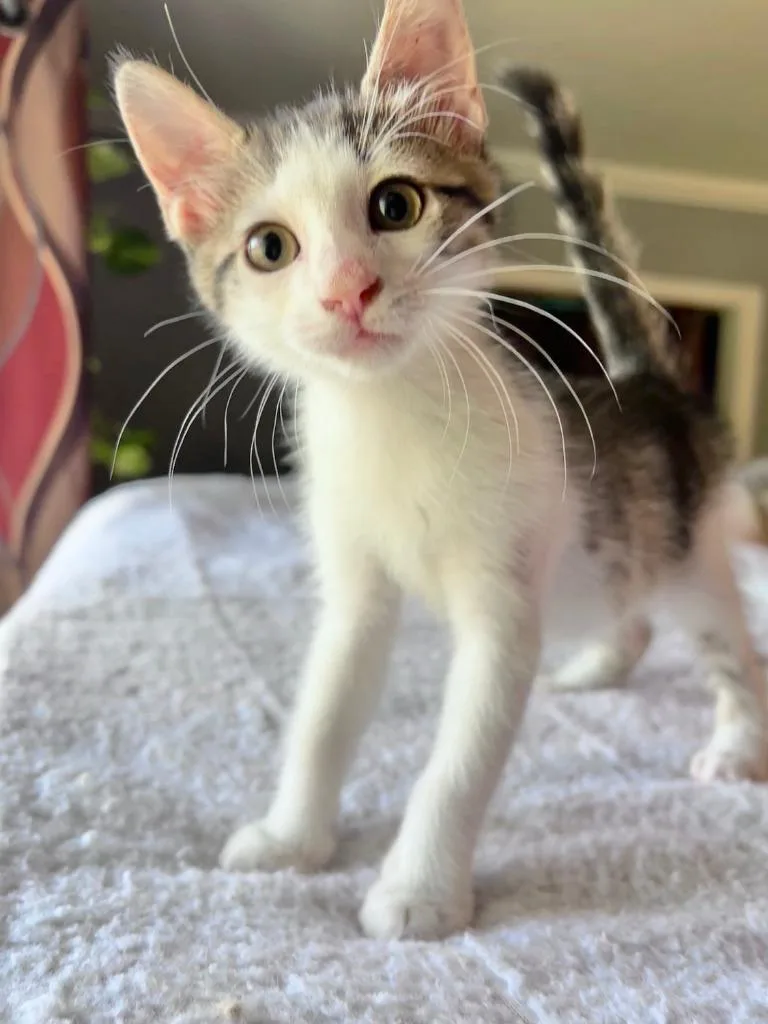 A baby small-sized male Domestic Short Hair cat named Dusty for adoption in Richland Hills, TX
