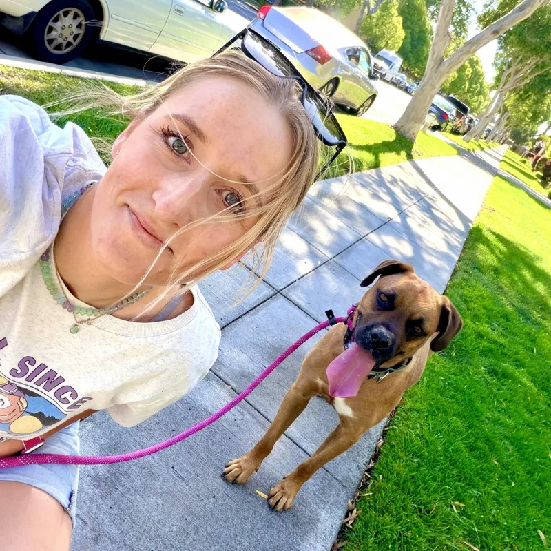 An adult large-sized female Bicolor Dogue de Bordeaux dog named Missy for adoption in Los Gatos, CA