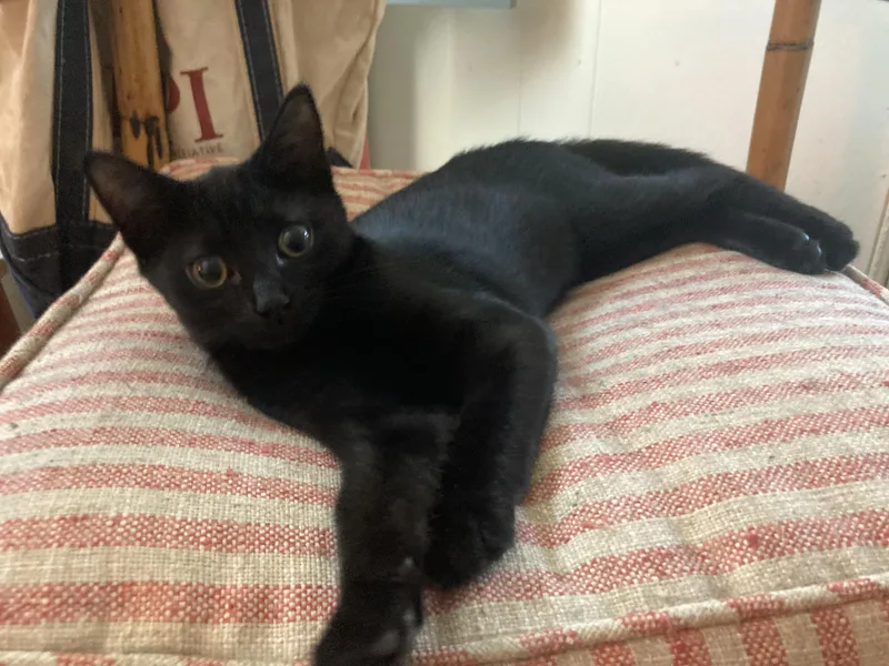 A baby medium-sized female Black Domestic Short Hair cat named Reese for adoption in Hudson, NY