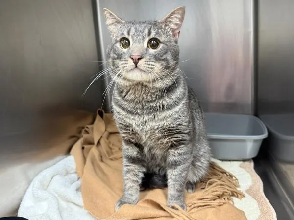 An adult large-sized male Domestic Short Hair cat named Sailor for adoption in New York, NY