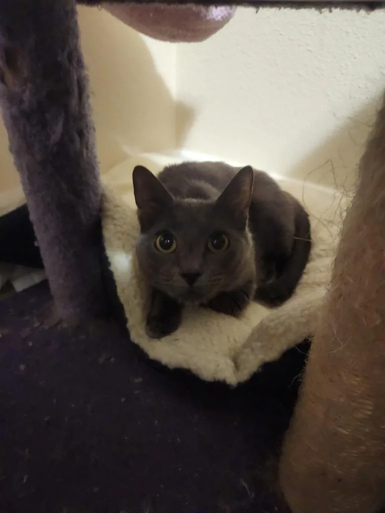 Zelda