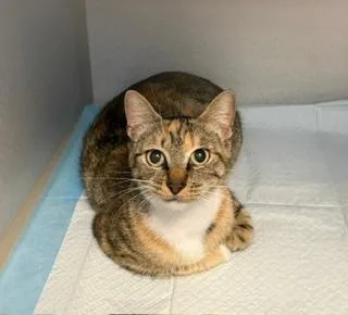 An adult medium-sized female Torbie Domestic Short Hair cat named Aileen for adoption in Winter Haven, FL