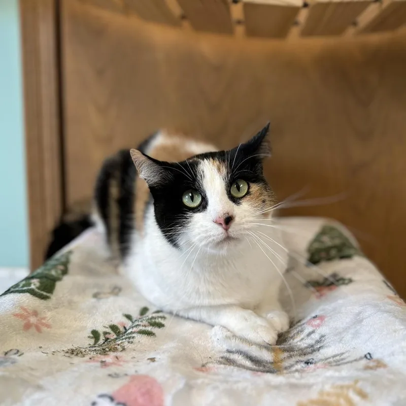 An adult medium-sized female Calico Domestic Short Hair cat named Cookie Dough Brownie for adoption in Fargo, ND