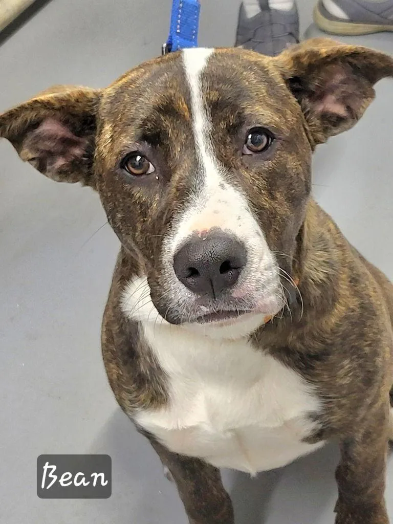 Tippy Dot thumbnail 2