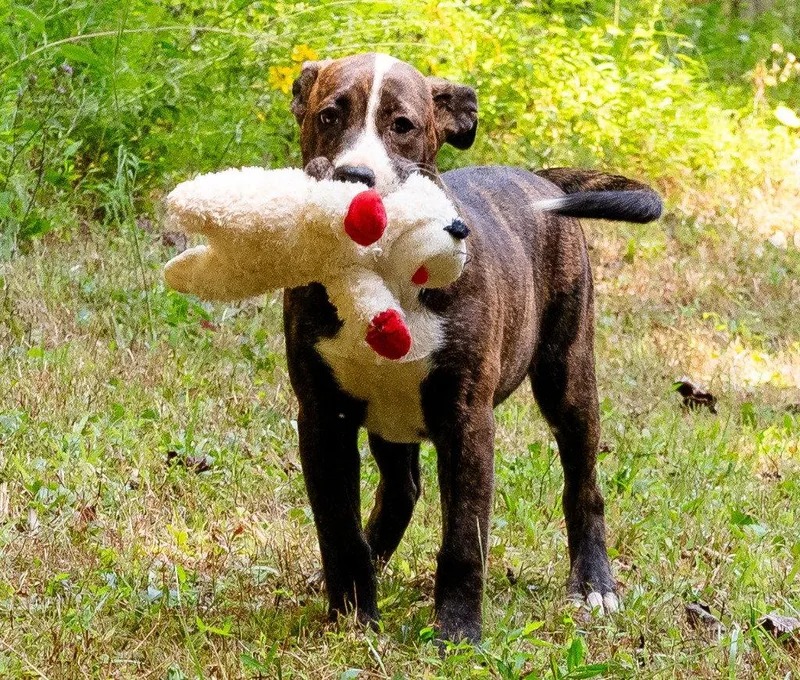 Tippy Dot thumbnail 3