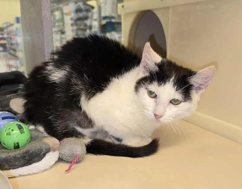 A baby small-sized female Black & White / Tuxedo Domestic Short Hair cat named Tibby for adoption in Ruskin, FL