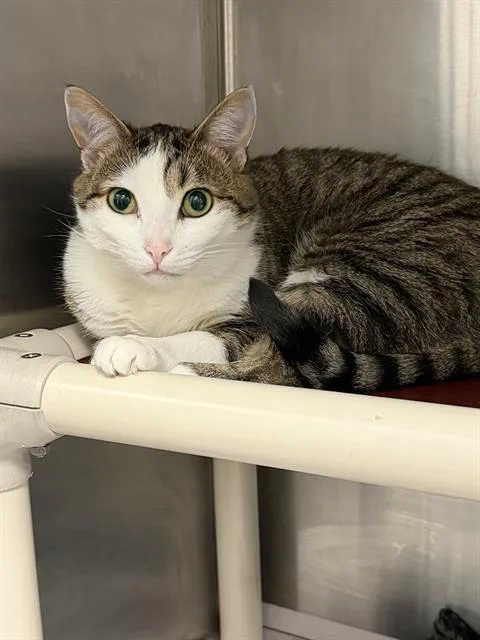 An adult small-sized female Domestic Short Hair cat named Bridgette for adoption in Charlotte, NC