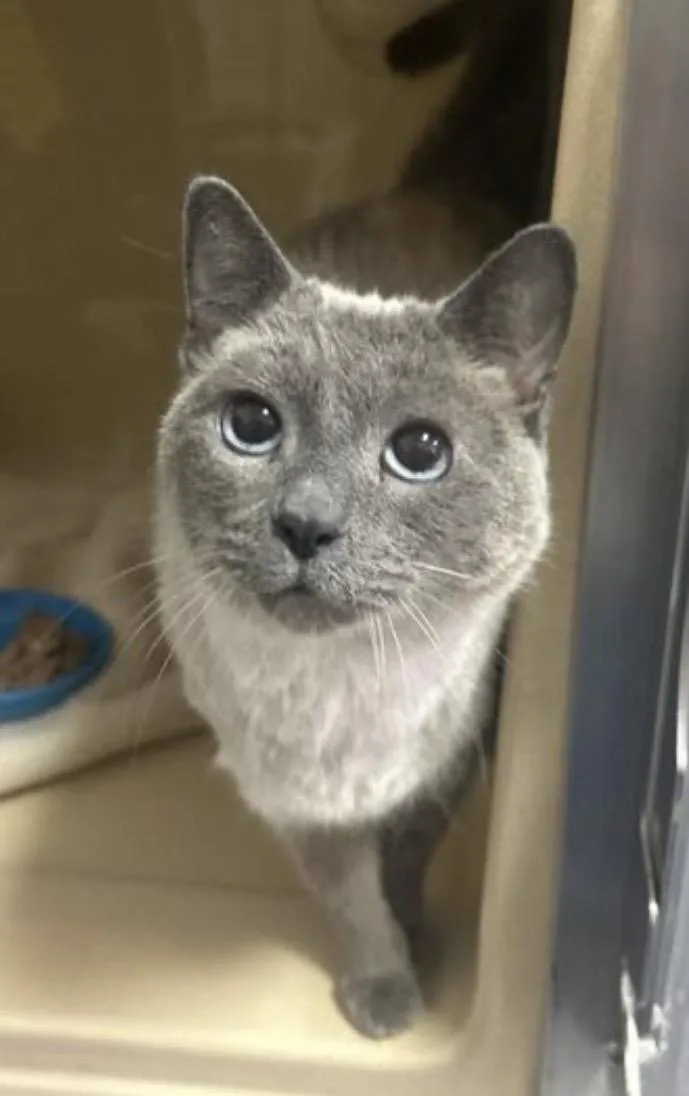 A senior medium-sized female Blue Cream Domestic Short Hair cat named Poi for adoption in Elyria, OH