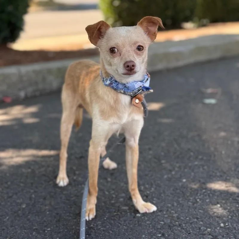 An adult small-sized male Yellow / Tan / Blond / Fawn Chihuahua dog named Wheeler for adoption in Newberg, OR