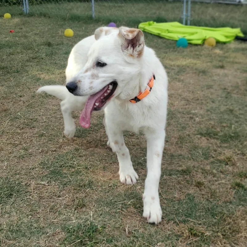 A young medium-sized female White / Cream Mixed Breed dog named Coconut for adoption in Fredericksburg, VA