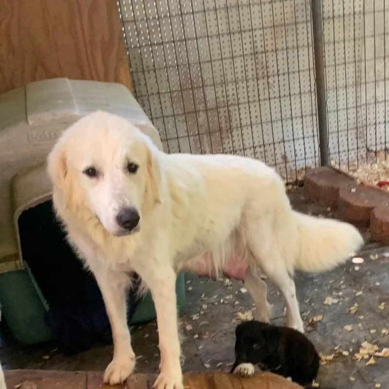 An adult large-sized female White / Cream Great Pyrenees dog named Angela for adoption in Wadena, MN