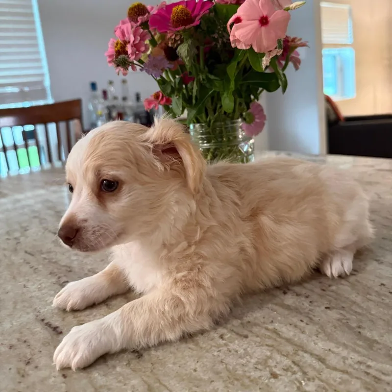 A baby small-sized male White / Cream Chihuahua dog named Doc McFluffins for adoption in Houston, TX