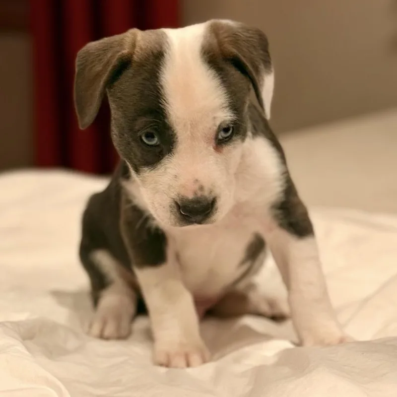 A baby small-sized male Pit Bull Terrier dog named Cypress for adoption in Parker, CO