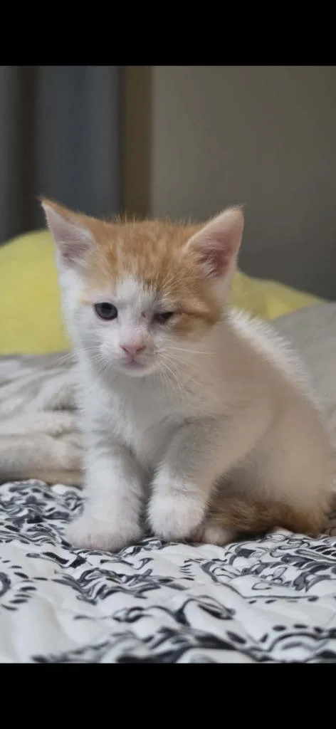 A baby small-sized male Domestic Short Hair cat named Tobias for adoption in Ada, OK