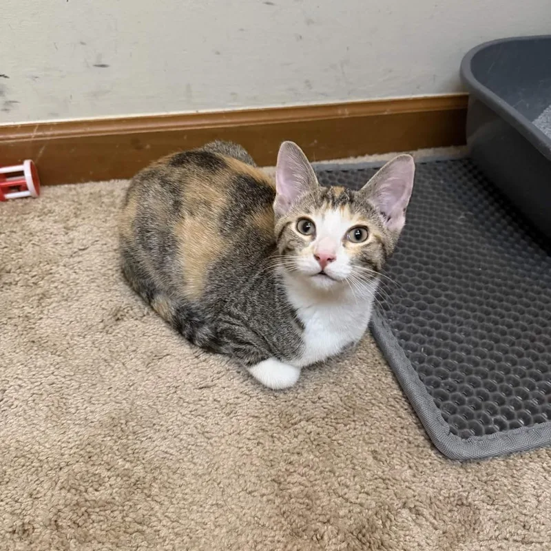 A baby small-sized female Calico Domestic Short Hair cat named Kenya for adoption in Delaware, OH