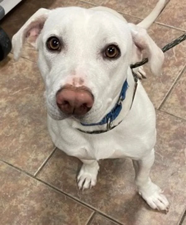 An adult medium-sized female Labrador Retriever dog named Molly for adoption in Littleton, CO