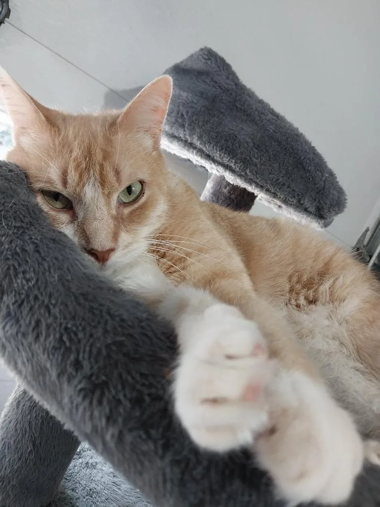 Tuggles thumbnail 2