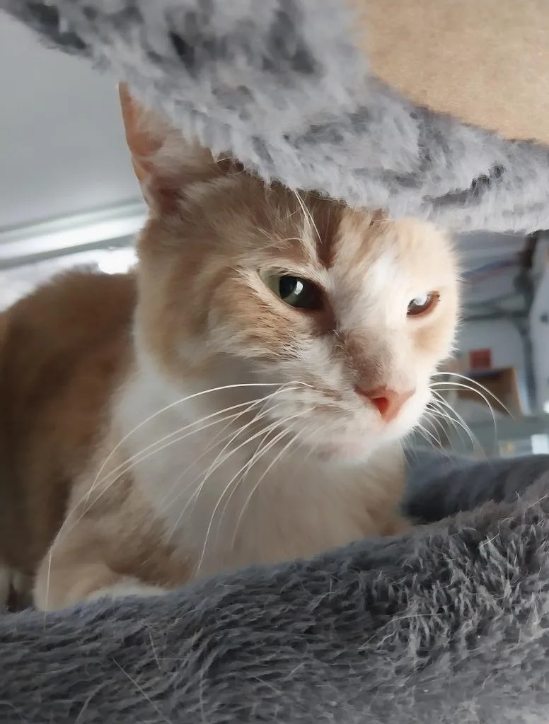 Tuggles thumbnail 3