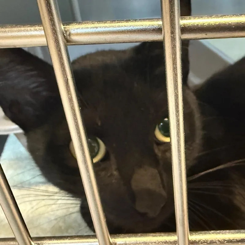 An adult medium-sized female Black Domestic Short Hair cat named Morticia for adoption in Buellton, CA