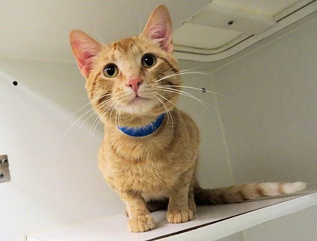 A young medium-sized male Domestic Short Hair cat named Cheesit for adoption in Oklahoma City, OK