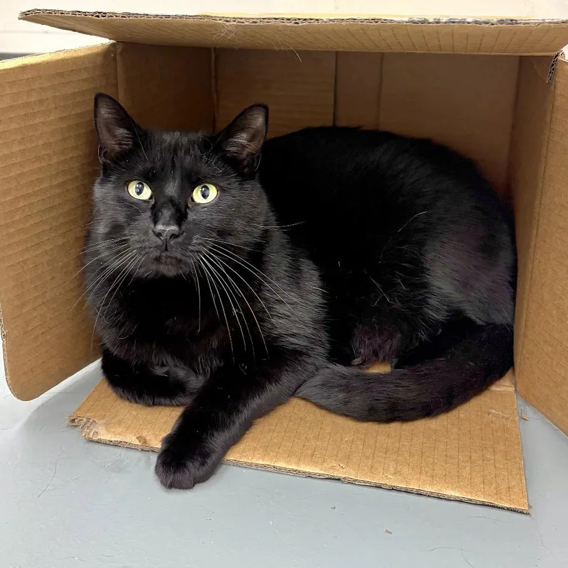 An adult medium-sized male Black Domestic Short Hair cat named Bill@PAWZ pet cafe for adoption in Carmel, IN