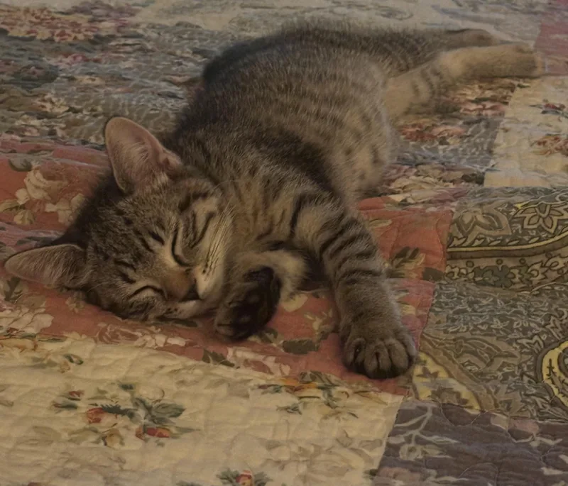 A baby small-sized female Tabby (Brown / Chocolate) Domestic Short Hair cat named Crackle for adoption in Mineral Point, WI