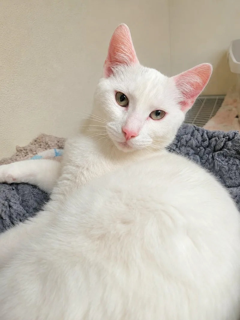 A young medium-sized female White Domestic Short Hair cat named Bonnie for adoption in Lodi, CA