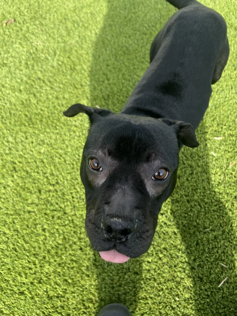 An adult medium-sized female Black American Bully dog named Nola Mae for adoption in Cedar Rapids, IA