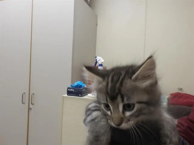 A baby small-sized female Domestic Medium Hair cat named Bonnie for adoption in Santa Rosa, CA